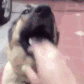 dog1